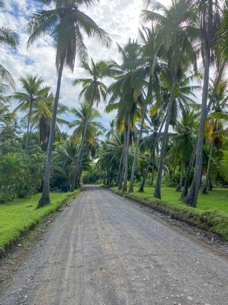 Camino bordeado de cocoteros