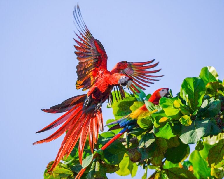 Beso del Viento — Playa Isla Palo Seco, Costa Rica