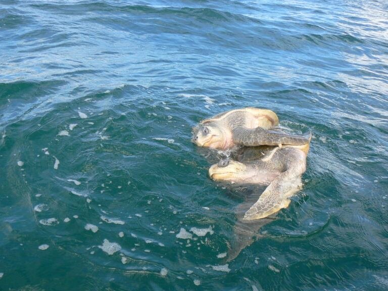 Beso del Viento — Playa Isla Palo Seco, Costa Rica